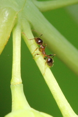 Pheidole megacephala