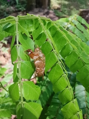 Cryptotympana atrata