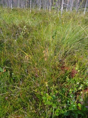 Carex magellanica
