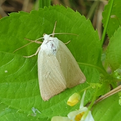 Arenostola phragmitidis