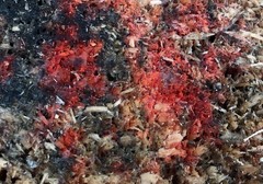 Phanerochaete sanguinea