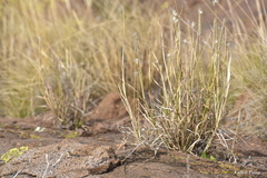 Bothriochloa springfieldii