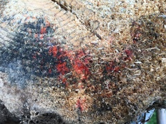 Phanerochaete sanguinea