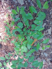 Prunus serotina