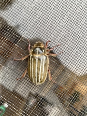 Polyphylla morroensis