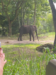 Elephantidae
