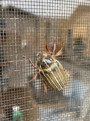 Polyphylla morroensis