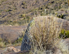 Bothriochloa springfieldii