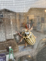 Polyphylla morroensis