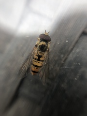 Episyrphus balteatus