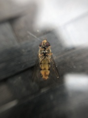 Episyrphus balteatus