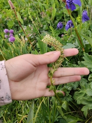 Lagotis integrifolia