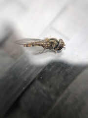 Episyrphus balteatus