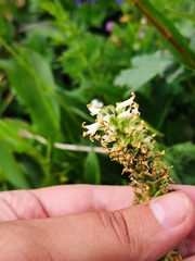 Lagotis integrifolia