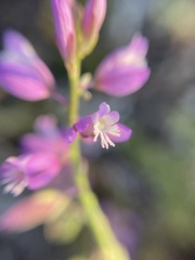 Polygala cretacea