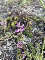 Polygala cretacea
