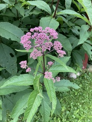 Eutrochium maculatum
