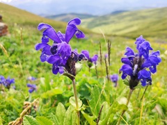 Dracocephalum grandiflorum