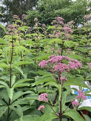 Eutrochium maculatum