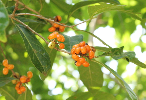 Aporosa octandra (Aporosa octandra)