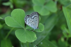 Pseudozizeeria maha