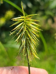 Cyperus retrofractus