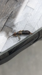 Forficula auricularia