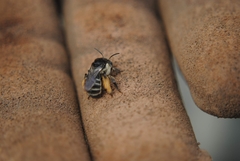 Melissodes illatus