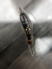 Forficula auricularia