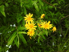 Crepis lyrata