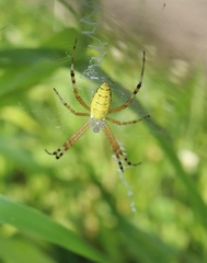 Argiope bruennichi
