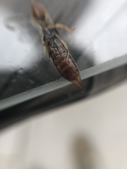 Forficula auricularia