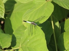 Orthetrum albistylum