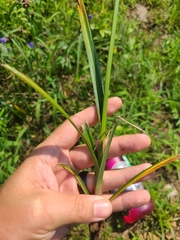 Cyperus retrofractus