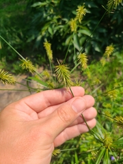 Cyperus retrofractus