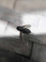 Diptera