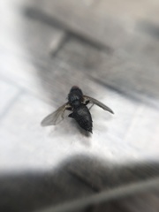 Diptera