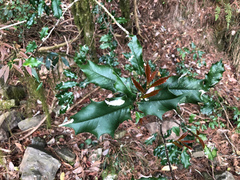 Ilex bioritsensis