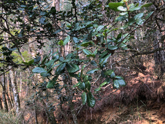 Quercus spinosa
