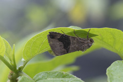 Bastilla joviana