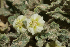 Chamaesaracha pallida