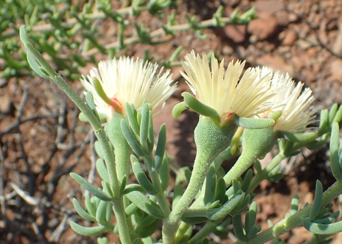 Image of Mesembryanthemum splendens by (c) Nicola van Berkel, some rights reserved (CC BY-SA)