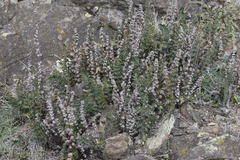 Paragymnopteris marantae