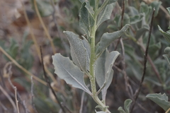 Atriplex acanthocarpa