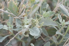 Atriplex acanthocarpa