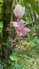 Medinilla magnifica