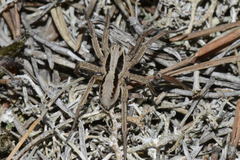 Alopecosa striatipes