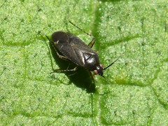 Plagiognathus arbustorum