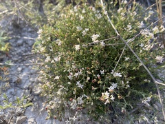 Asperula tephrocarpa