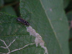 Dicronychus rubripes